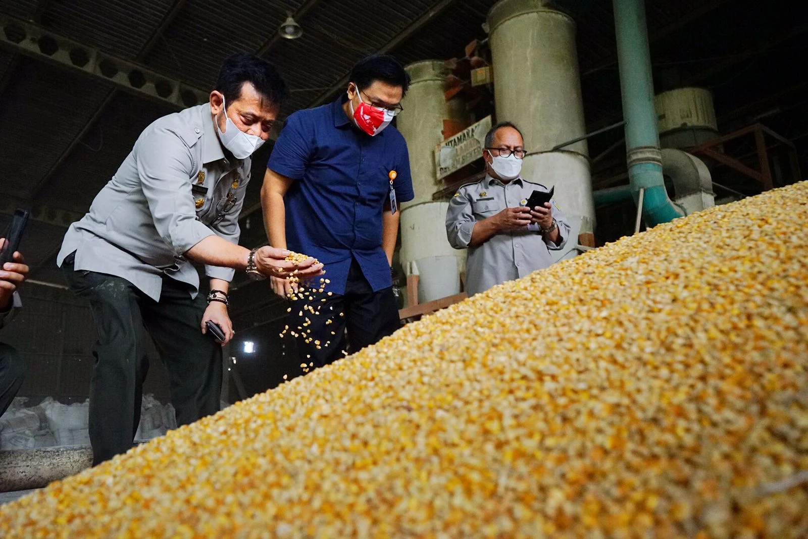 14 Pabrik Pakan Ternak di Banten, Jagung Banten Butuh 4.000 Ton per Hari