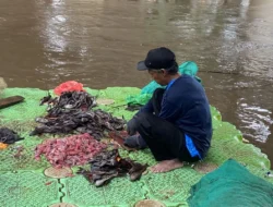 Banyak Ikan Sapu‑Sapu di Cilacap: Mengapa Harus Dimusnahkan dan Dampaknya pada Perairan