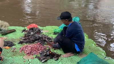 Banyak Ikan Sapu‑Sapu di Cilacap: Mengapa Harus Dimusnahkan dan Dampaknya pada Perairan