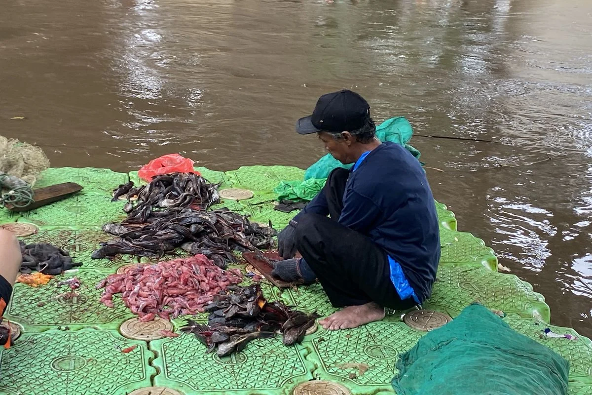 Banyak Ikan Sapu‑Sapu di Cilacap: Mengapa Harus Dimusnahkan dan Dampaknya pada Perairan
