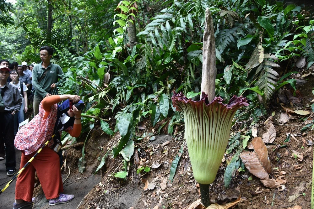Bunga Bangkai Mekar di Massachusetts, Fenomena Langka yang Memikat Pengunjung