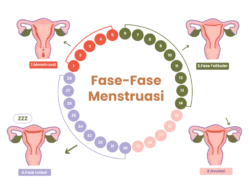 Fase Luteal dalam Siklus Menstruasi: Apa yang Terjadi pada Tubuh?