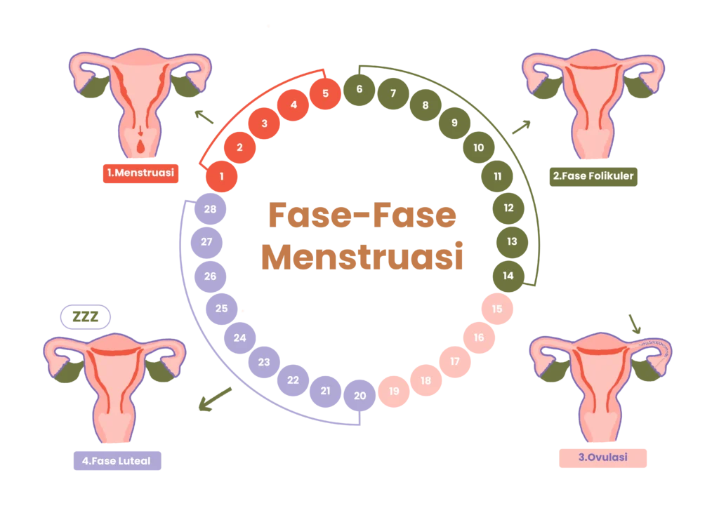 Fase Luteal dalam Siklus Menstruasi: Apa yang Terjadi pada Tubuh?