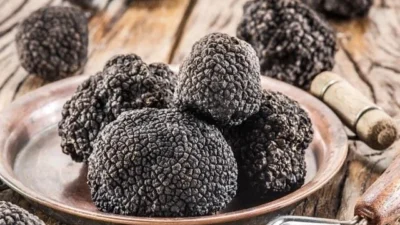 Jamur Sultan 101: Mengungkap Mengapa Truffle Bisa Seharga Motor
