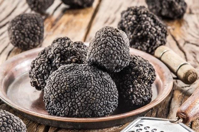 Jamur Sultan 101: Mengungkap Mengapa Truffle Bisa Seharga Motor