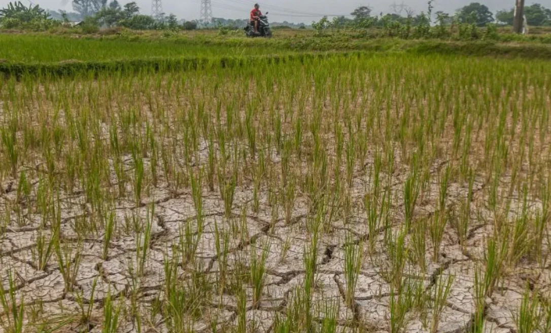 Lebih dari 1.000 Hektare Sawah Terdampak Bencana Pulih, Ketahanan Pangan Makin Terjamin