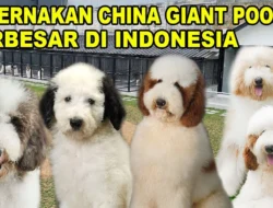 Misteri 7 Anjing Pelarian dari China: Dari Penelitian ke Jalanan Internasional