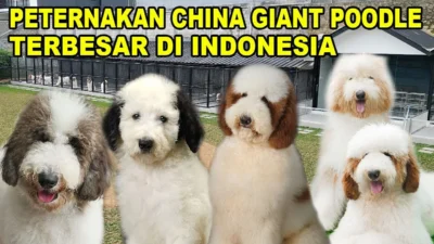 Misteri 7 Anjing Pelarian dari China: Dari Penelitian ke Jalanan Internasional