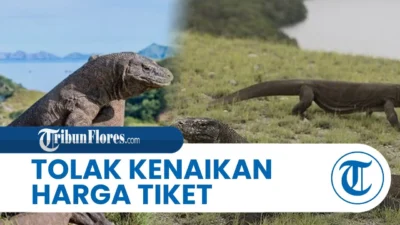 Pelaku Wisata Tolak Pembatasan Kuota 1.000 Kunjungan di TN Komodo, Soroti Investasi Korporasi