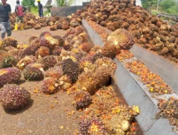 Pemerintah Akan Terapkan B-50 Mulai 1 Juli 2026, Imbasnya bagi Industri Kelapa Sawit