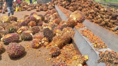 Pemerintah Akan Terapkan B-50 Mulai 1 Juli 2026, Imbasnya bagi Industri Kelapa Sawit