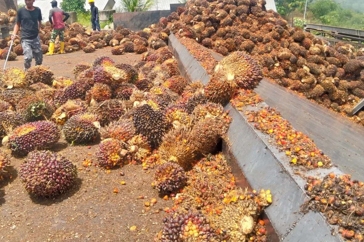 Pemerintah Akan Terapkan B-50 Mulai 1 Juli 2026, Imbasnya bagi Industri Kelapa Sawit