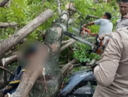 Pengemudi Ojek Online Tewas Tertimpa Pohon Tumbang di Depan Samsat Palembang