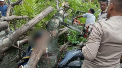 Pengemudi Ojek Online Tewas Tertimpa Pohon Tumbang di Depan Samsat Palembang