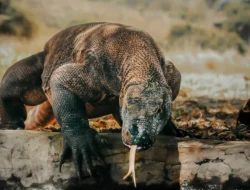 Pengungkapan Perdagangan Komodo di Manggarai Timur Terjadi di Tengah Upaya Preservasi Ekosistem