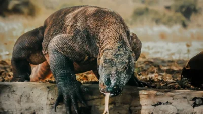Pengungkapan Perdagangan Komodo di Manggarai Timur Terjadi di Tengah Upaya Preservasi Ekosistem