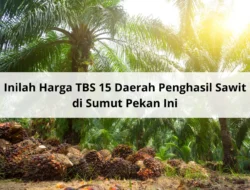 Petani Kelapa Sawit Lega, Harga TBS Naik di 15 Daerah Penghasil Sawit Sumut