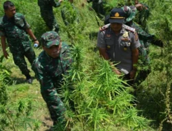 Polda Sumsel Lakukan Sita Ganja 220 Kg dari Ladang 20 Hektar, Empat Pelaku Masuk DPO