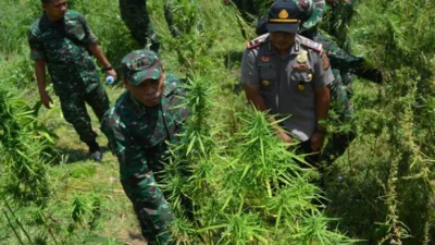 Polda Sumsel Lakukan Sita Ganja 220 Kg dari Ladang 20 Hektar, Empat Pelaku Masuk DPO