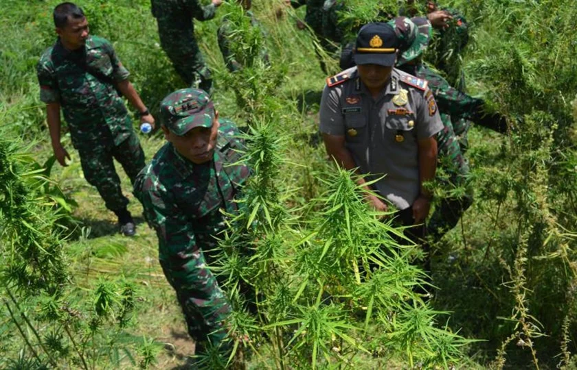 Polda Sumsel Lakukan Sita Ganja 220 Kg dari Ladang 20 Hektar, Empat Pelaku Masuk DPO