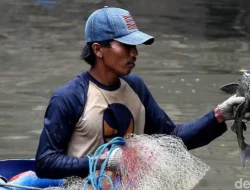 Pramono Terjun ke Kali, Anggukan Ikan Sapu-sapu ‘Cute’ tapi Berbahaya: Operasi Besar Basmi Invasi dan Kontroversi MUI