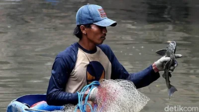 Pramono Terjun ke Kali, Anggukan Ikan Sapu-sapu ‘Cute’ tapi Berbahaya: Operasi Besar Basmi Invasi dan Kontroversi MUI