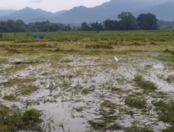Ratusan Hektare Sawah di Sobang Terendam, Petani Terancam Gagal Panen