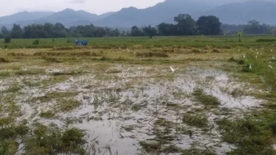 Ratusan Hektare Sawah di Sobang Terendam, Petani Terancam Gagal Panen