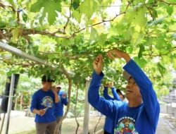Sekolah SDN 2 Ciganjeng di Pangandaran Ubah Lahan Parkir Jadi Kebun Anggur Edukatif