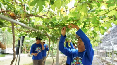 Sekolah SDN 2 Ciganjeng di Pangandaran Ubah Lahan Parkir Jadi Kebun Anggur Edukatif