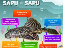 Sisi Lain Ikan Sapu‑Sapu: Habitat Asli, Karakteristik, dan Dampaknya pada Ekosistem Indonesia