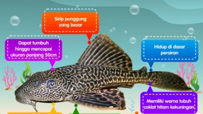 Sisi Lain Ikan Sapu‑Sapu: Habitat Asli, Karakteristik, dan Dampaknya pada Ekosistem Indonesia