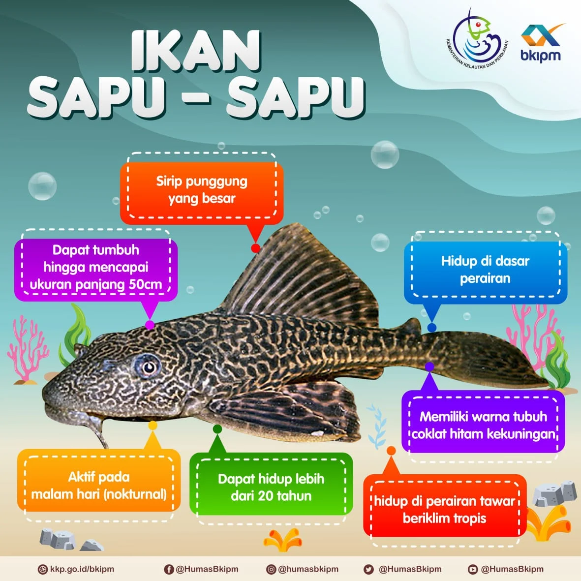 Sisi Lain Ikan Sapu‑Sapu: Habitat Asli, Karakteristik, dan Dampaknya pada Ekosistem Indonesia
