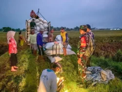 Subsidi Bunga Turun, Bulog Percepat Penyerapan Gabah di Musen Panen Raya