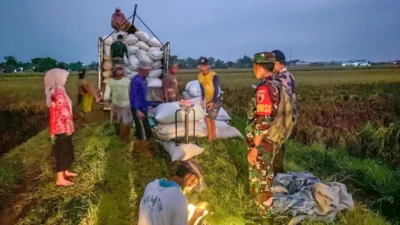 Subsidi Bunga Turun, Bulog Percepat Penyerapan Gabah di Musen Panen Raya