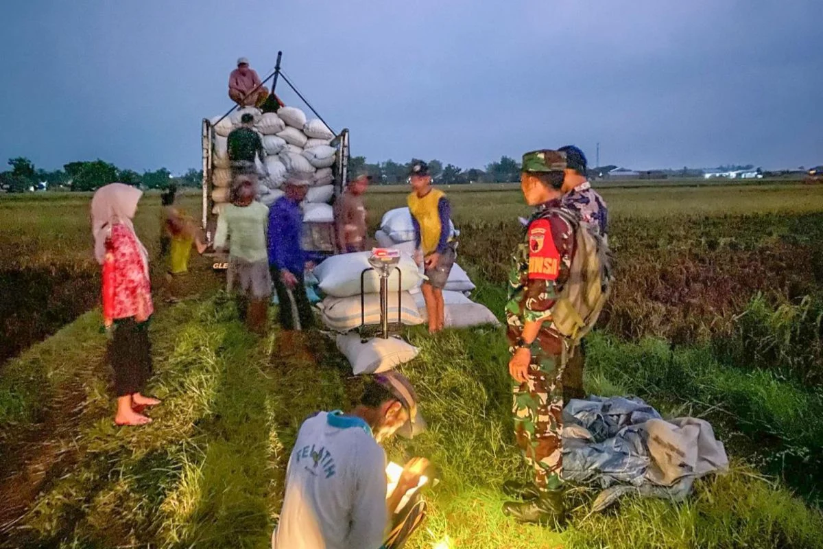 Subsidi Bunga Turun, Bulog Percepat Penyerapan Gabah di Musen Panen Raya