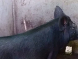 Tidak Ada Obat, Pemda Manggarai Timur Imbau Warga Ambil Langkah Mandiri Cegah Penularan Virus ASF pada Babi
