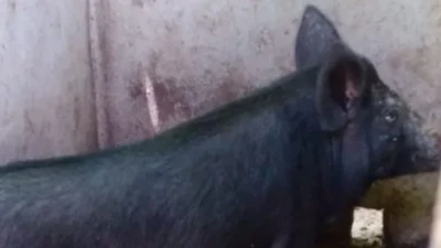 Tidak Ada Obat, Pemda Manggarai Timur Imbau Warga Ambil Langkah Mandiri Cegah Penularan Virus ASF pada Babi