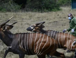 Upaya Konservasi Bongo Gunung yang Hampir Punah