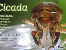 Varian Cicada Mengancam Anak: Apa yang Perlu Anda Ketahui Sekarang!
