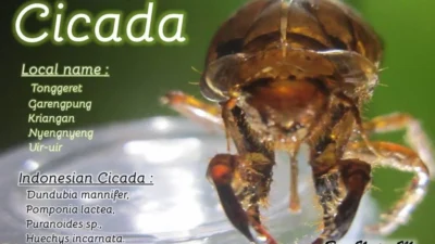 Varian Cicada Mengancam Anak: Apa yang Perlu Anda Ketahui Sekarang!