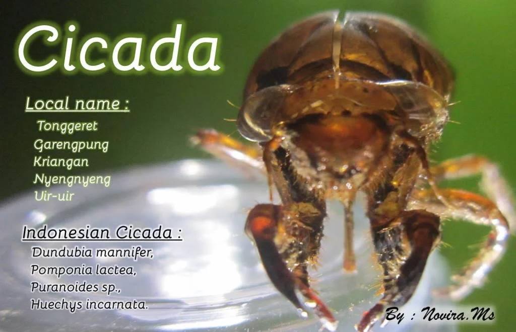 Varian Cicada Mengancam Anak: Apa yang Perlu Anda Ketahui Sekarang!
