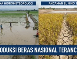 Waspada! El Nino “Godzilla” 2026 Mengancam Lumbung Pangan Indonesia