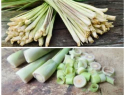 4 Khasiat Daun Sereh untuk Kesehatan, Simak Tiga Cara Memanfaatkannya