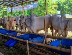 Banyuwangi Berbagi: ASN Borong Pahala Iduladha, 191 Hewan Kurban Dibagikan hingga Pelosok Desa