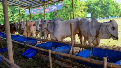 Banyuwangi Berbagi: ASN Borong Pahala Iduladha, 191 Hewan Kurban Dibagikan hingga Pelosok Desa