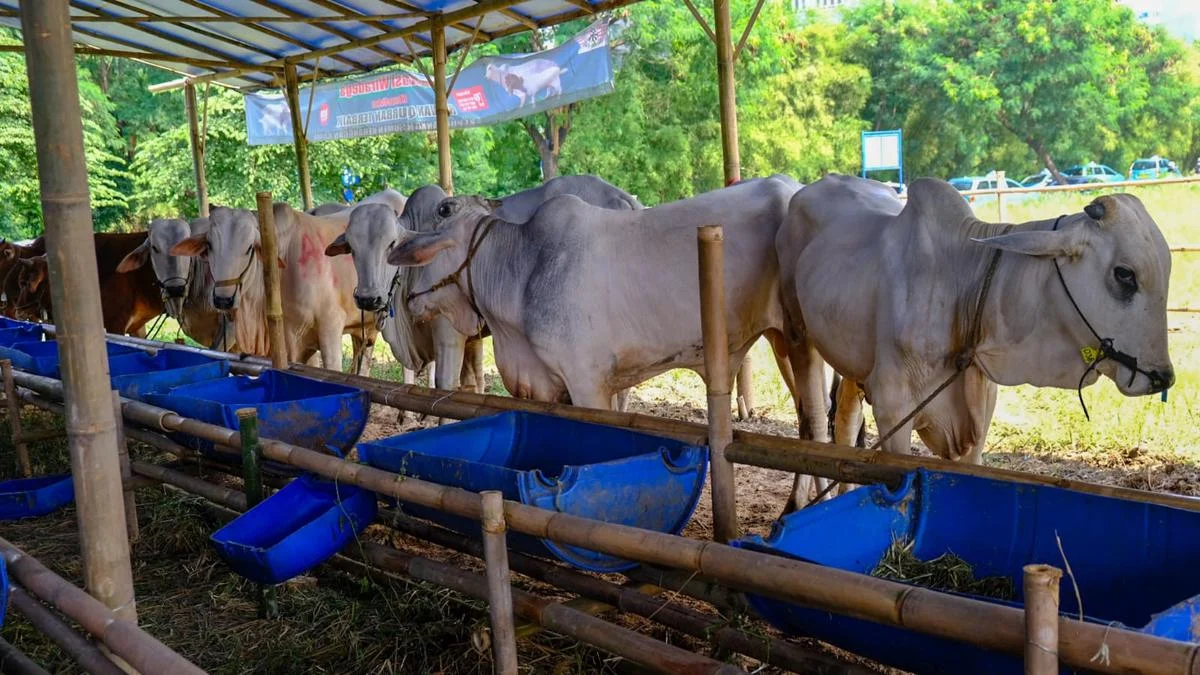 Banyuwangi Berbagi: ASN Borong Pahala Iduladha, 191 Hewan Kurban Dibagikan hingga Pelosok Desa