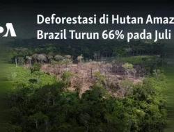 Brazil Berhasil Mengurangi Deforestasi di Amazon, Namun Degradasi Hutan Tetap Menjadi Ancaman
