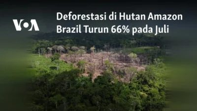 Brazil Berhasil Mengurangi Deforestasi di Amazon, Namun Degradasi Hutan Tetap Menjadi Ancaman