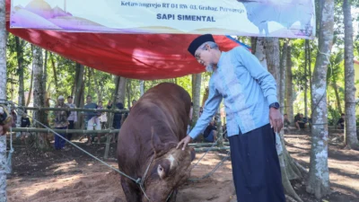 Bupati Jaya Monong Serahkan 6 Sapi Qurban Tewah, Dukungan Pemerintah Tingkat Provinsi & Nasional Terpadu